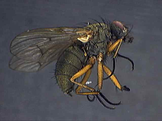 Helina impuncta